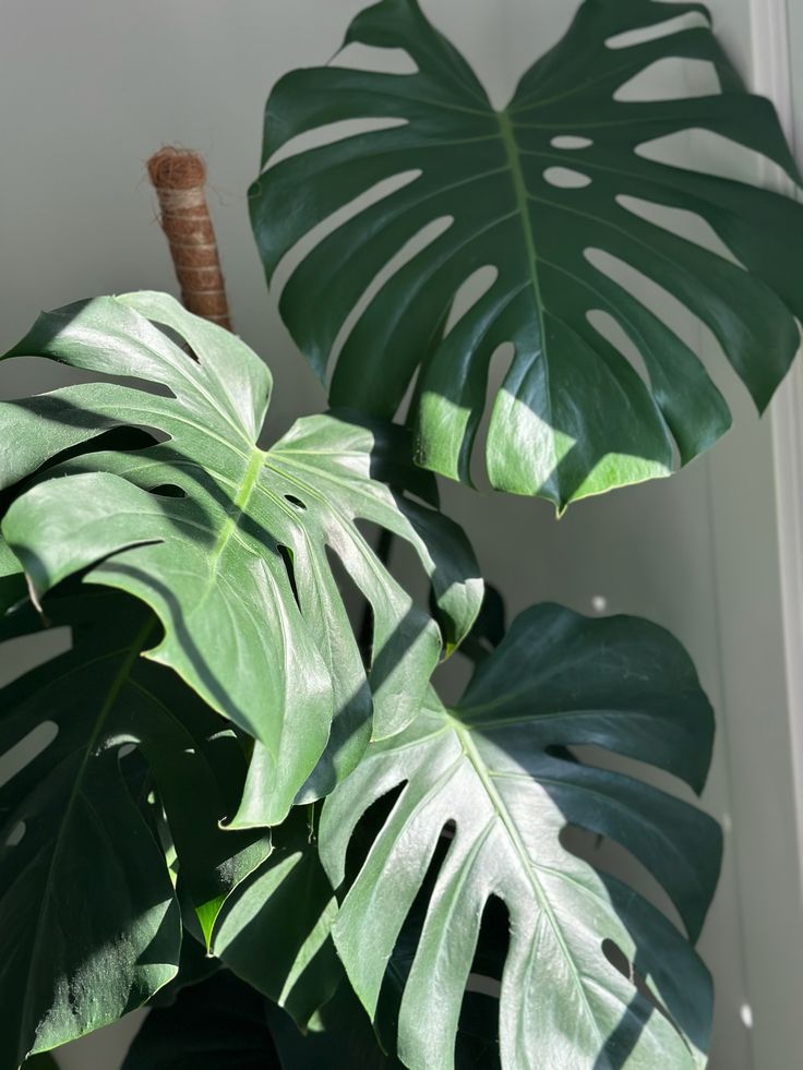 Peaceful morning nature